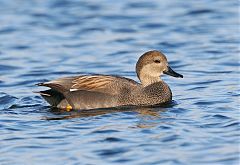 Gadwall